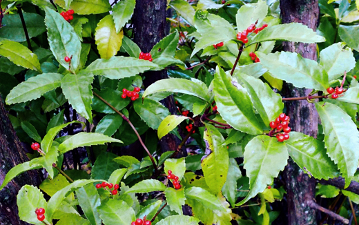 センリョウ（千両）を育てる場所・手入れ