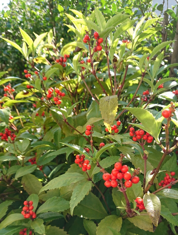 センリョウ（千両）の手入れ・剪定