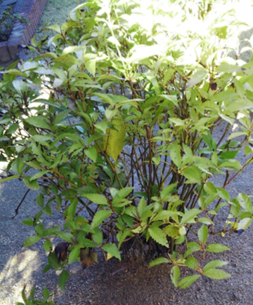 センリョウ（千両）を育てる場所・手入れ