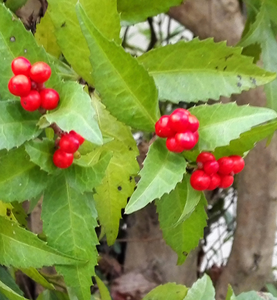 センリョウ（千両）の病害虫対策