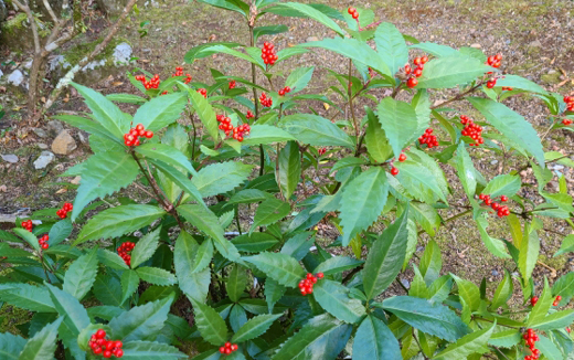 センリョウ（千両）の手入れ・育て方