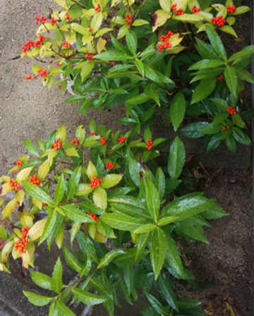 センリョウの実が付かない枝・剪定・手入れ