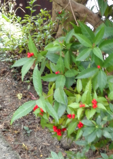 センリョウ(千両)の若い葉