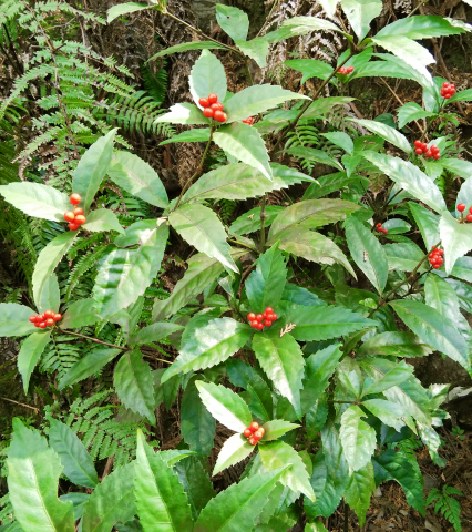 センリョウ（千両）の育て方・組み合わせる植物