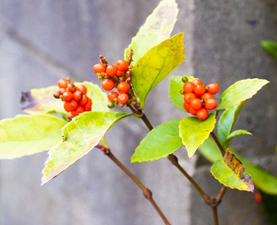 センリョウ（千両）の手入れ