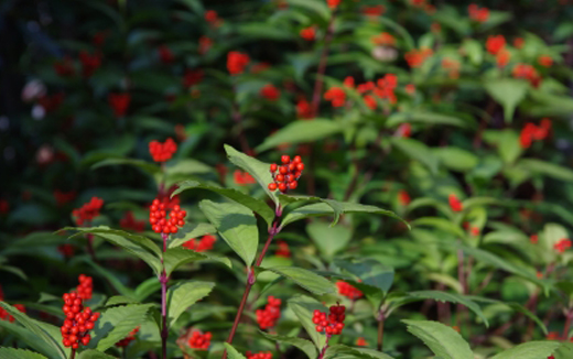 センリョウ(千両)を育てる環境