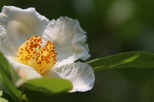 ナツツバキ・シャラノキの花姿