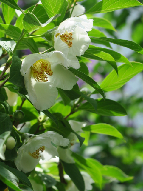 ナツツバキの花