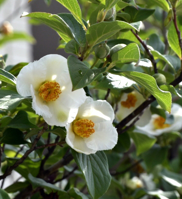 夏椿(ナツツバキ)・シャラノキの花