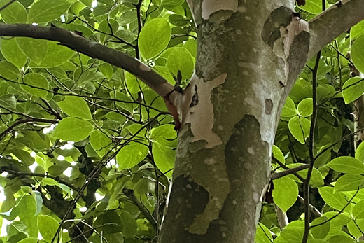 ナツツバキ・シャラノキの樹皮（山崎造園・兵庫県宍粟市）