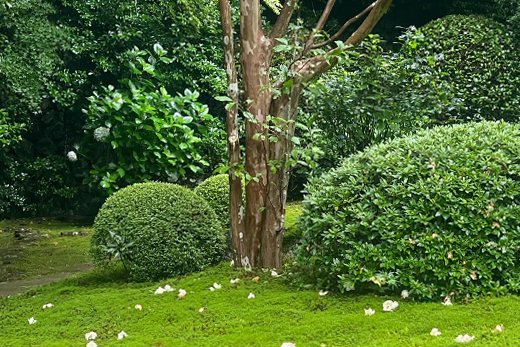 ナツツバキの植栽・剪定・手入れ（山崎造園・兵庫県宍粟市）