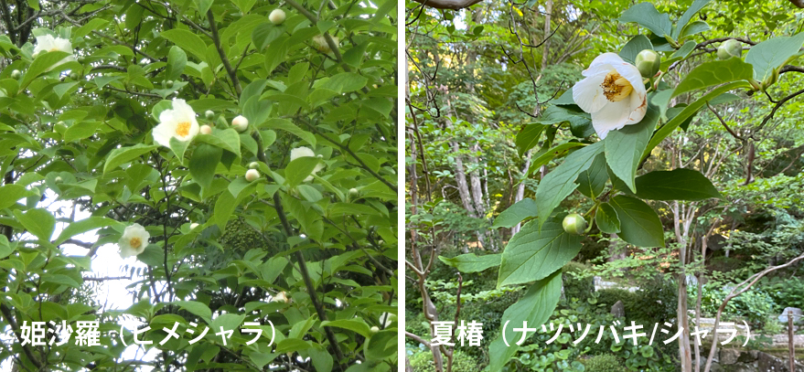 夏椿（ナツツバキ）と姫沙羅（ヒメシャラ）の違い・見分け方