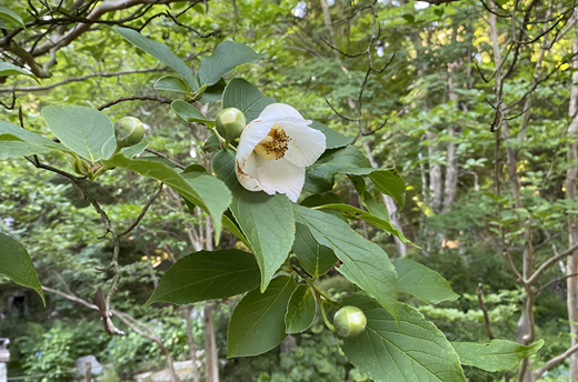 ナツツバキ・シャラノキの花と蕾