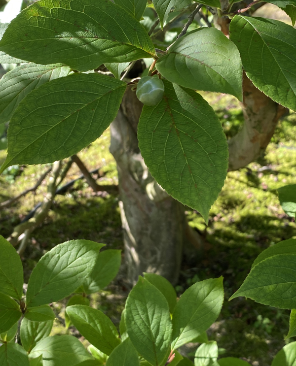 夏椿(ナツツバキ)の単幹樹形の株元
