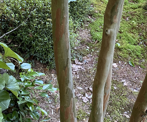 株立ちのナツツバキ