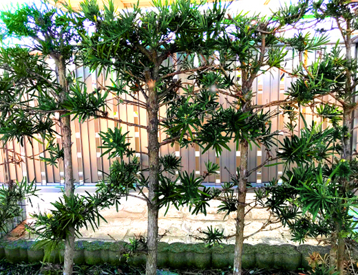 マキの木（イヌマキ/ラカンマキ）生垣の植栽