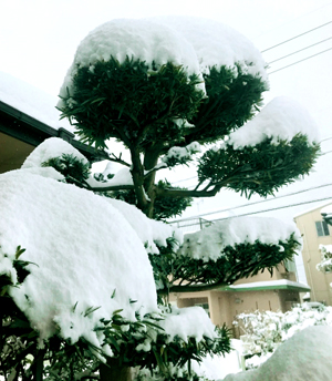 常緑樹のマキの木（イヌマキ/ラカンマキ）冬越し