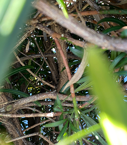 マキの木（イヌマキ/ラカンマキ）の枝が密になった生垣