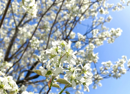 ジューンベリーの春・花