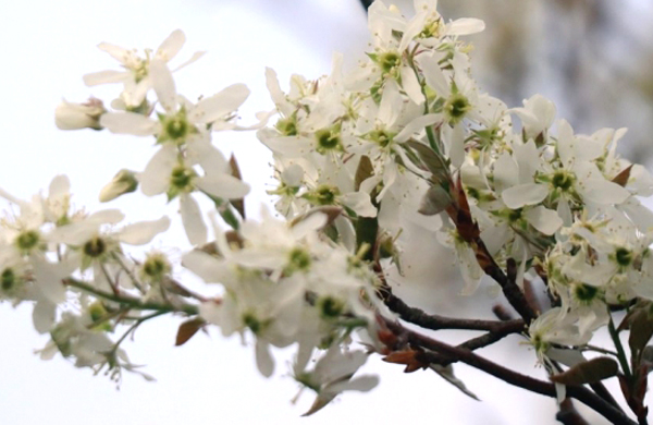 ジューンベリー（アメリカ采振木）の開花