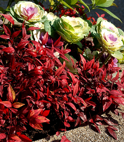 オタフクナンテン・特徴・植栽・育て方・手入れ・剪定（山崎造園：兵庫県宍粟市）