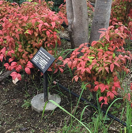 樹木の下草に植栽しているオタフクナンテン