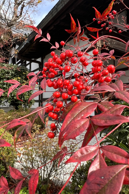 矮性の園芸種・オタフクナンテン