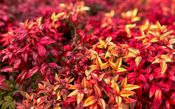 赤く染まった冬のオタフクナンテン・縁起花材・縁起植物