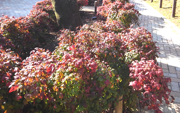 街路樹の株元に植栽しているオタフクナンテン