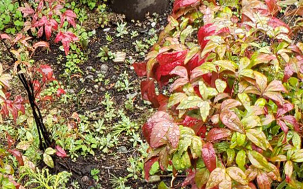 オタフクナンテン・特徴・植栽・育て方・手入れ・剪定（山崎造園：兵庫県宍粟市）