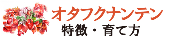 オタフクナンテン（お多福南天）の特徴・育て方