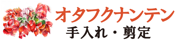 オタフクナンテンの手入れ・剪定