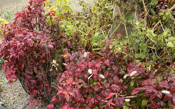 オタフクナンテンを植える場所