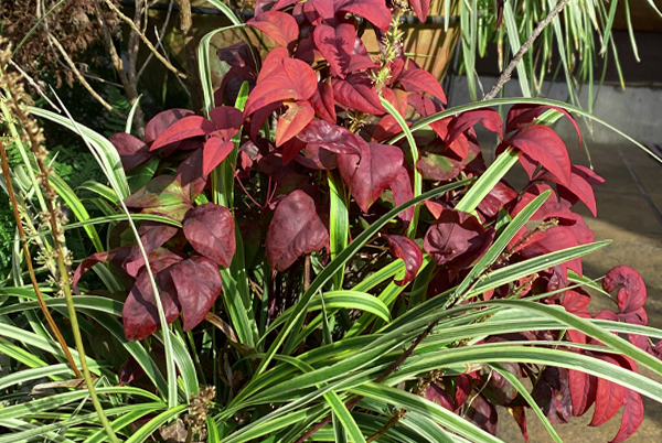 鉢植えのスノードロップ