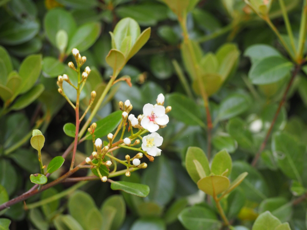 マルバシャリンバイの花と葉