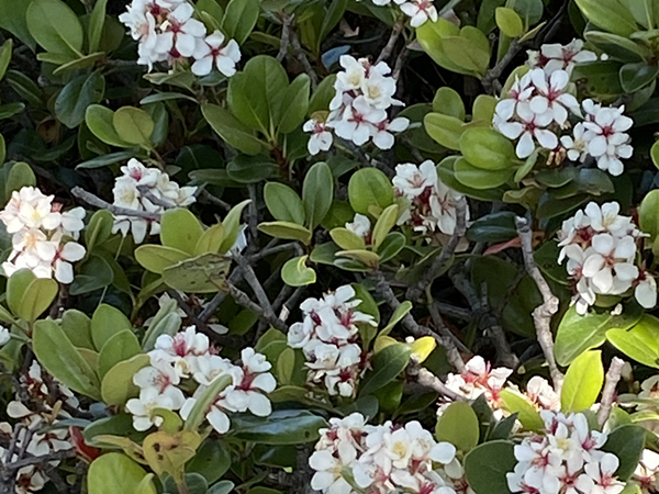 マルバシャリンバイの花と葉