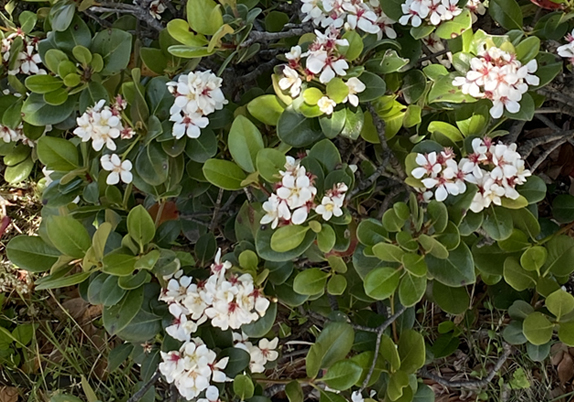 マルバシャリンバイの白い花