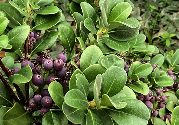 マルバシャリンバイの果実