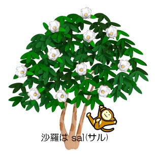 沙羅双樹の英名は「Sal Tree」