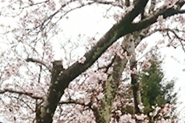 桜の木を剪定