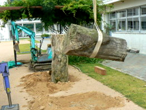 小学校に珪化木を設置